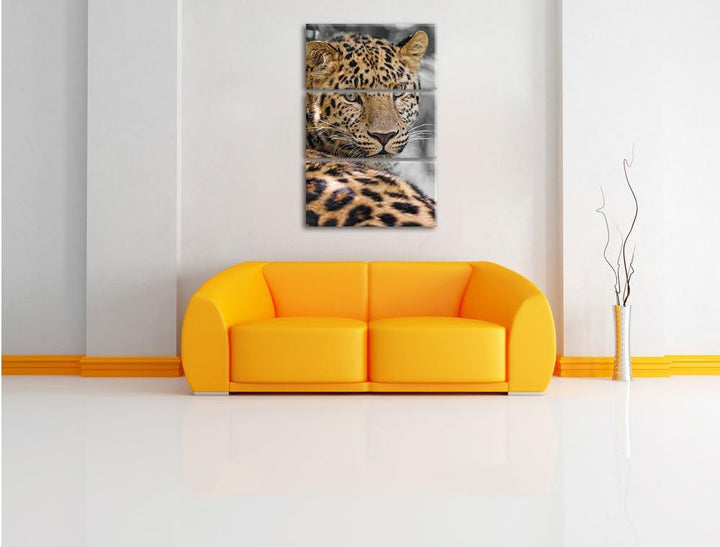 Pixxprint aufmerksamer Leopard im Schatten als Leinwandbild/Grösse: 3 Teilig (120x80) cm/Wandbild/Ku