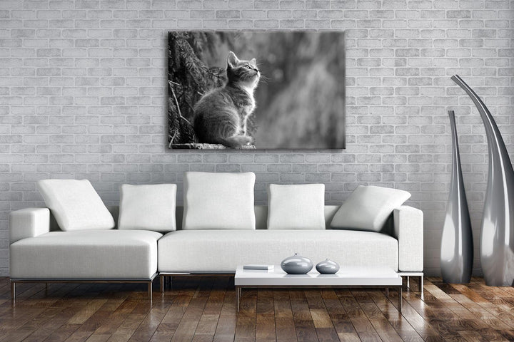 deyoli niedliche Katze Format: 80x60 Effekt: Schwarz/Weiss als Leinwand, Motiv fertig gerahmt auf Ec