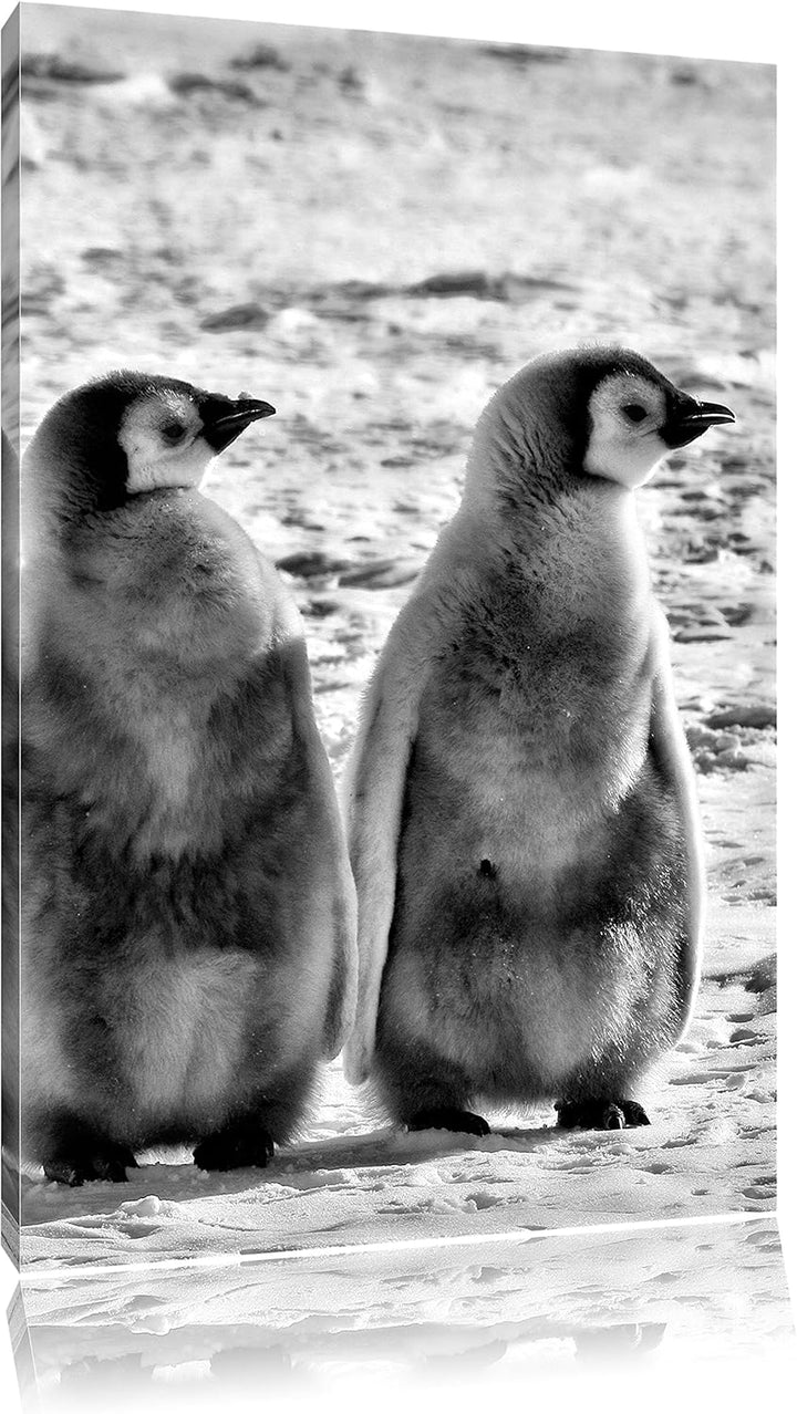 Pixxprint Kaiserpinguin-Küken/Format: 100x70cm / Leinwandbild fertig bespannt Wandbild Kunstdruck, 1