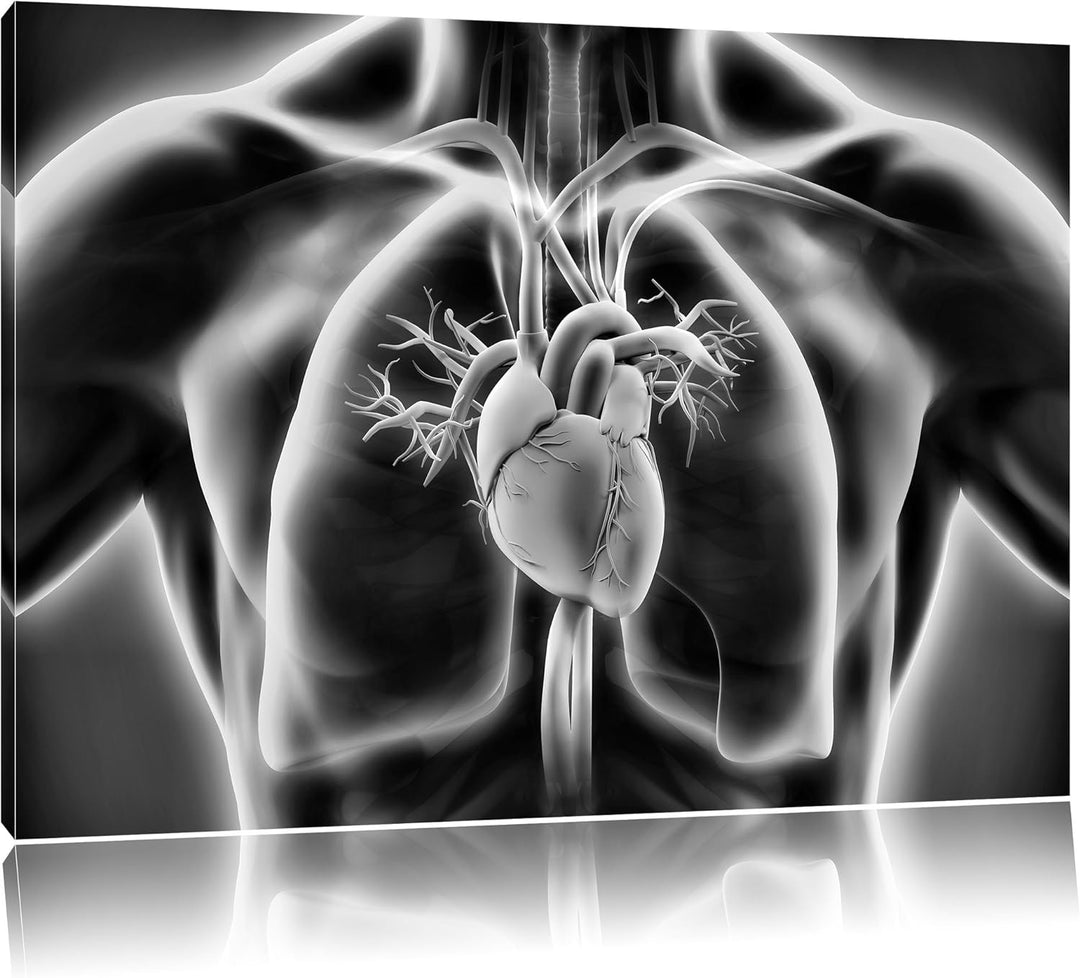 Pixxprint Herz des Menschen / 100x70cm Leinwandbild bespannt auf Holzrahmen/Wandbild Kunstdruck Deko
