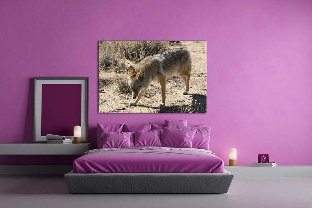 deyoli Fixierter Wolf in Wüstenlandschaft Format: 80x60 als Leinwandbild, Motiv fertig gerahmt auf E