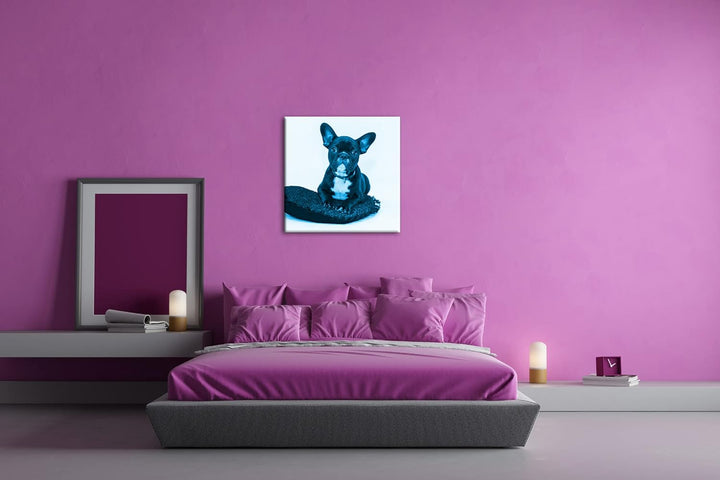 deyoli putzige Bulldogge mit einem Rotem Kissen Format: 60x60 Effekt: Monocrome Blau als Leinwandbil