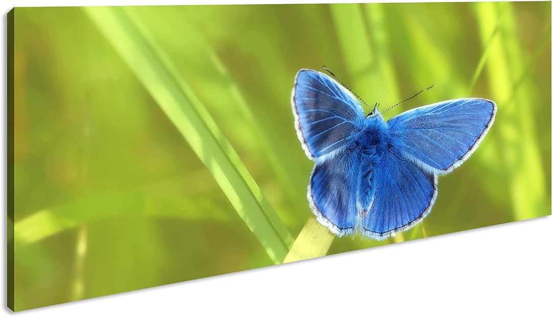 kleiner blauer Schmetterling Panorama 80x40 cm als Leinwandbild, Motiv fertig gerahmt auf Echtholzra