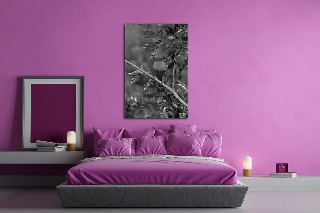 Allfarblori Papagei in der Natur Effekt: Schwarz/Weiss im Format: 80x60 als Leinwandbild, Motiv fert