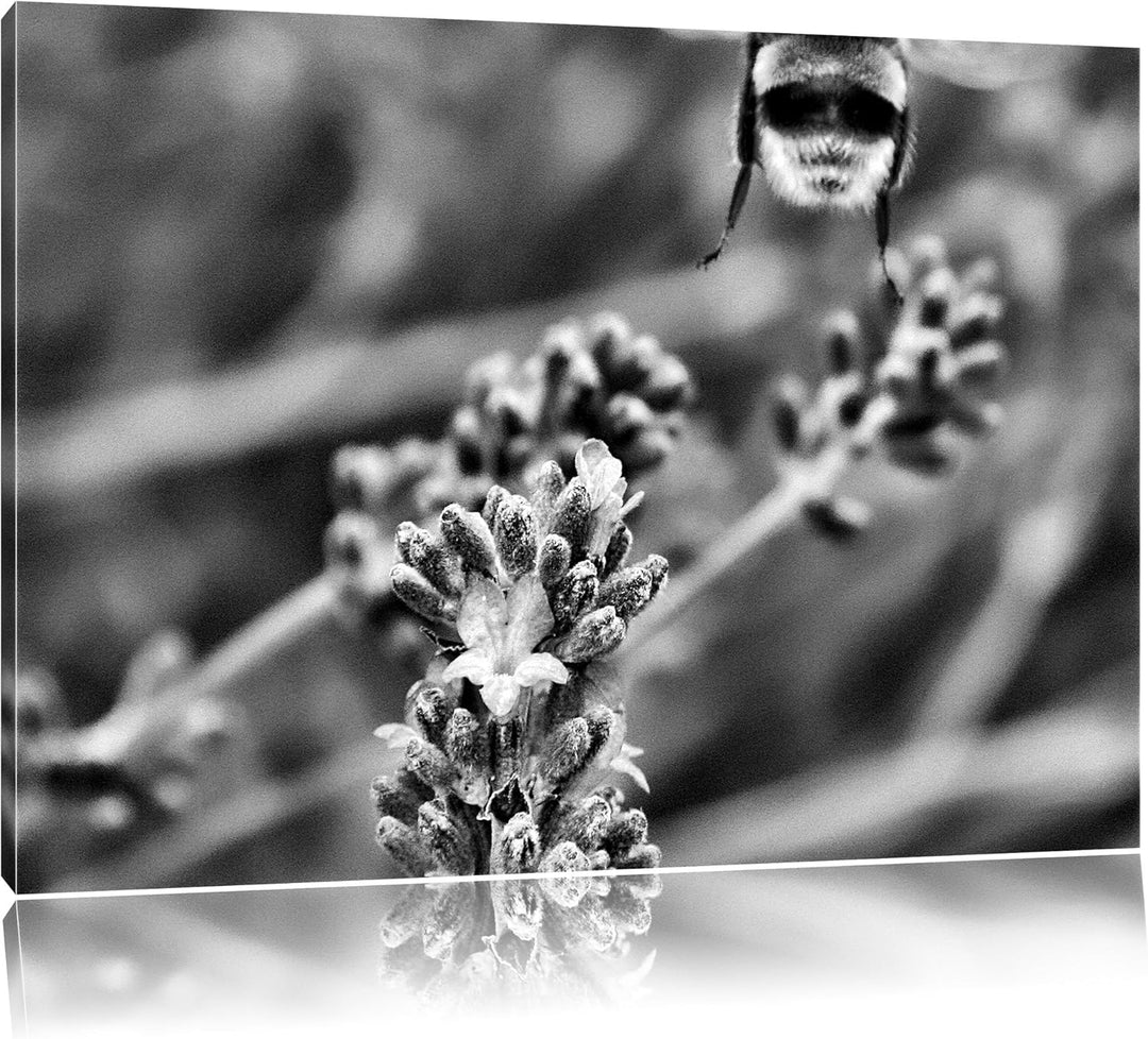 Pixxprint Monocrome, Biene auf Kriechender Günsel, Format: 100x70 auf Leinwand, 100x70