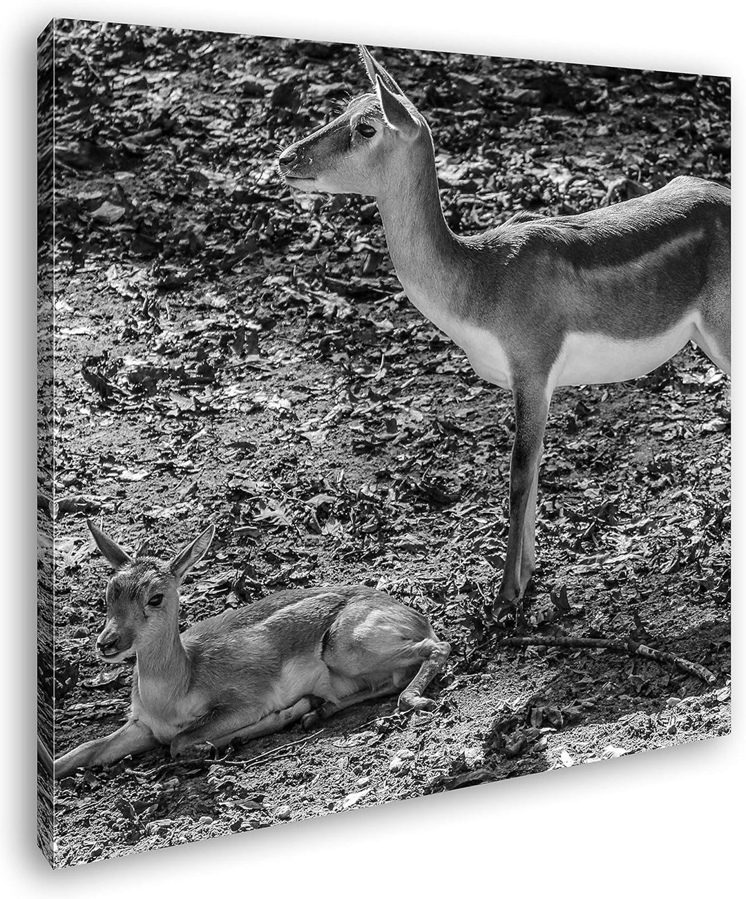 Gazelle mit süssem Baby in der Natur im Format: 60x60 Effekt: Schwarz&Weiss als Leinwandbild, Motiv