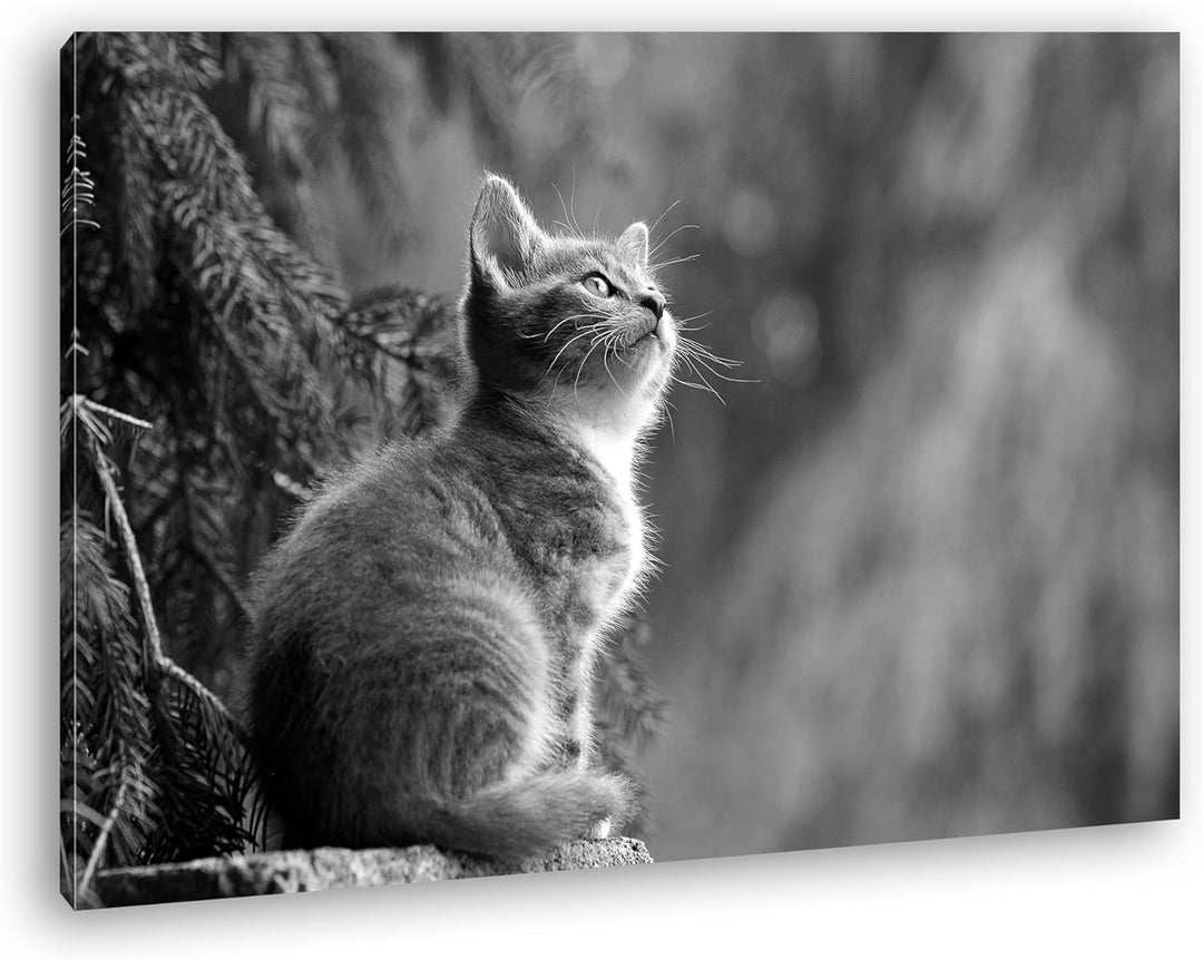 deyoli niedliche Katze Format: 80x60 Effekt: Schwarz/Weiss als Leinwand, Motiv fertig gerahmt auf Ec