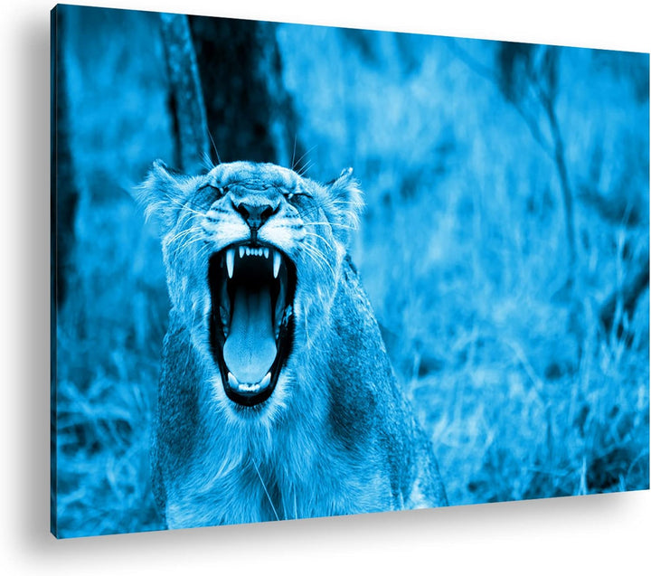 deyoli brüllende Löwin Format 80x60 Effekt: Monocrome Blau als Leinwandbild, Motiv fertig gerahmt au