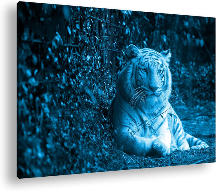 deyoli anmutiger weisser Tiger Format 80x60 Effekt: Monocrome Blau als Leinwandbild, Motiv fertig ge