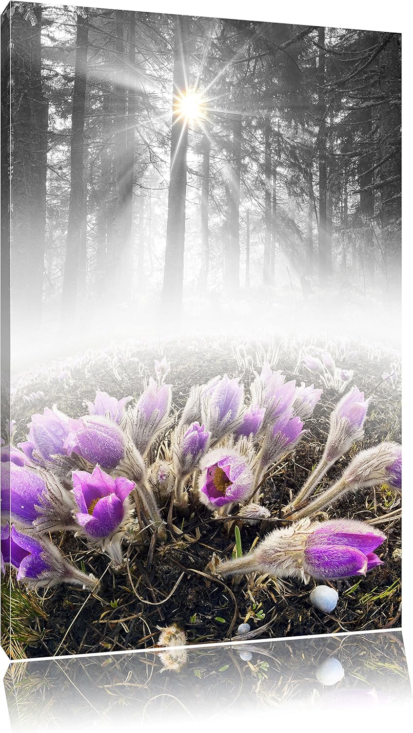 Pixxprint blühende lila Blumen im Wald B&W Detail, Format: 100x70 auf Leinwand, 100x70