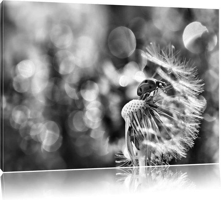 Pixxprint Marienkäfer auf Pusteblume als Leinwandbild/Grösse: 100x70 cm/Wandbild/Kunstdruck/fertig b