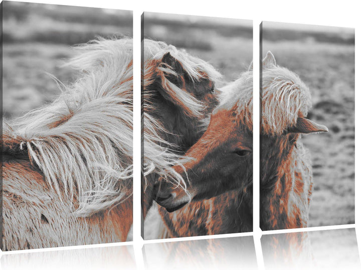 Pixxprint Islandpferde Pony als Leinwandbild | Grösse: 3 Teilig (120x80) | Wandbild| Kunstdruck | fe