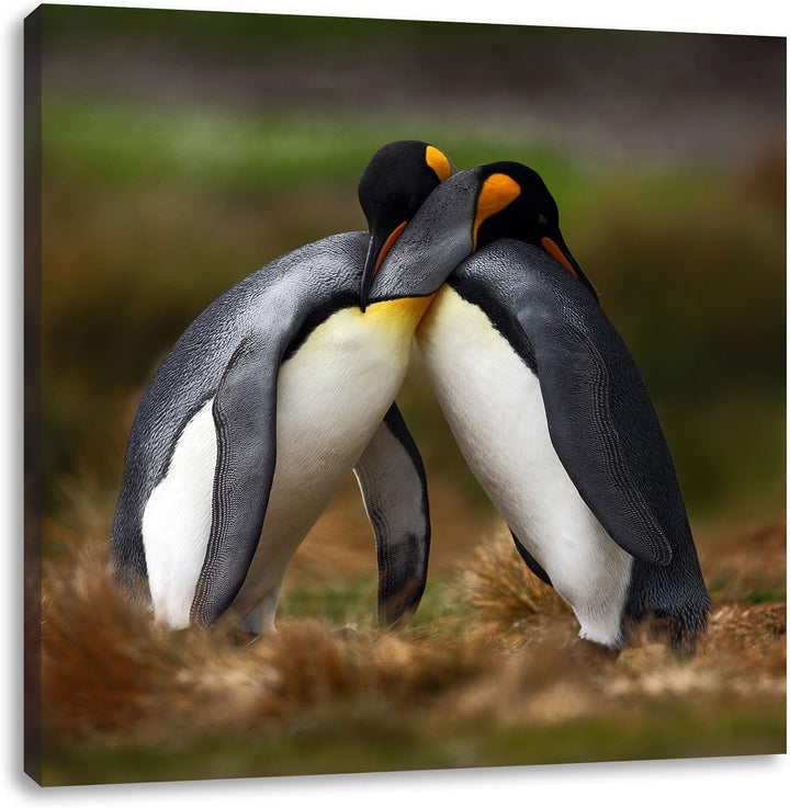 Umarmende Pinguine in der Antarktis, Format: 70x70 auf Leinwand, 70x70