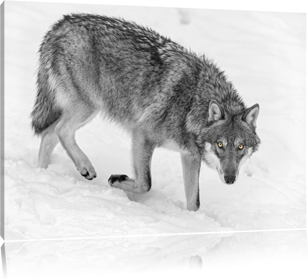 seltener Wolf im Schnee schwarz/weiss auf Leinwand, XXL riesige Bilder fertig gerahmt mit Keilrahmen