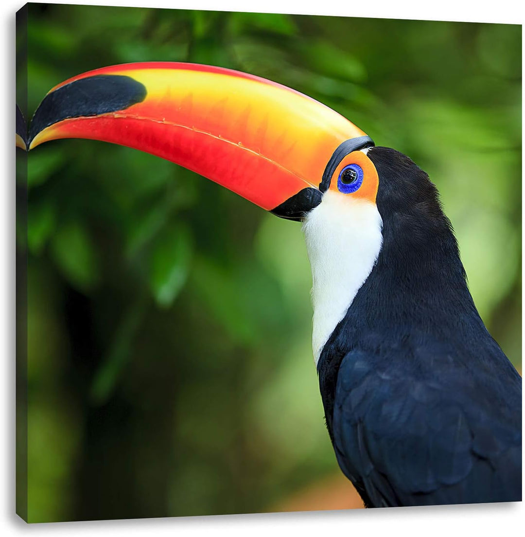 Pixxprint Bunter Tukan, Format: 70x70 auf Leinwand, XXL riesige Bilder fertig gerahmt mit Keilrahmen