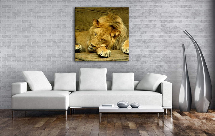 deyoli schlafender Löwe Format: 60x60 als Leinwandbild, Motiv fertig gerahmt auf Echtholzrahmen, Hoc