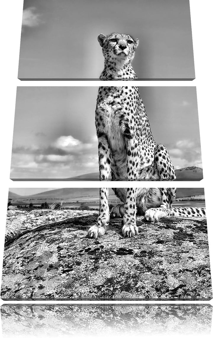 Pixxprint Monocrome, Wachsamer Gepard 3-Teiler Leinwandbild 120x80 Bild auf Leinwand