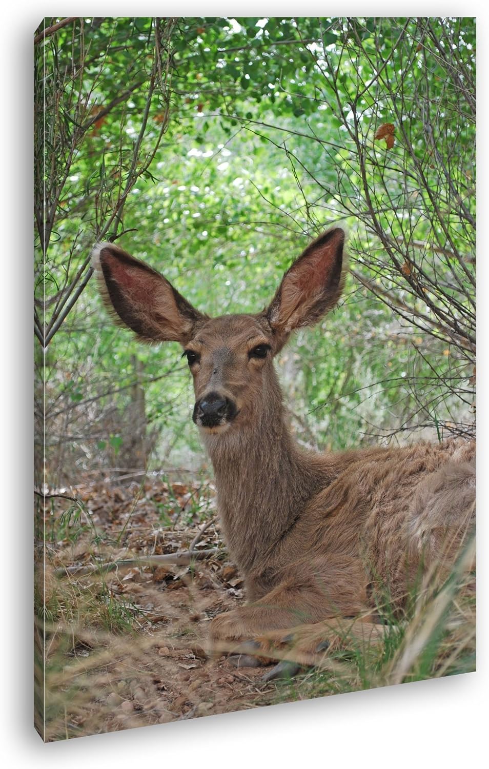 deyoli ruhiges Reh im Wald Format: 80x60 als Leinwand, Motiv fertig gerahmt auf Echtholzrahmen, Hoch