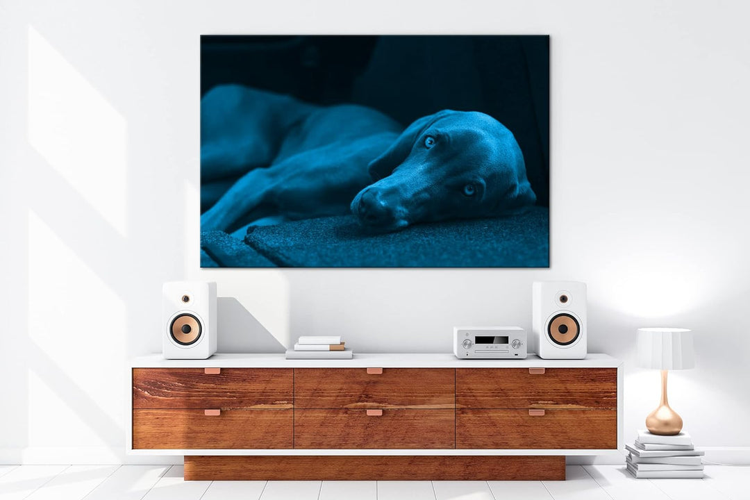 niedlicher treuer Hund auf dem Sofa Format 80x60 Effekt: Monocrome Blau als Leinwandbild, Motiv fert