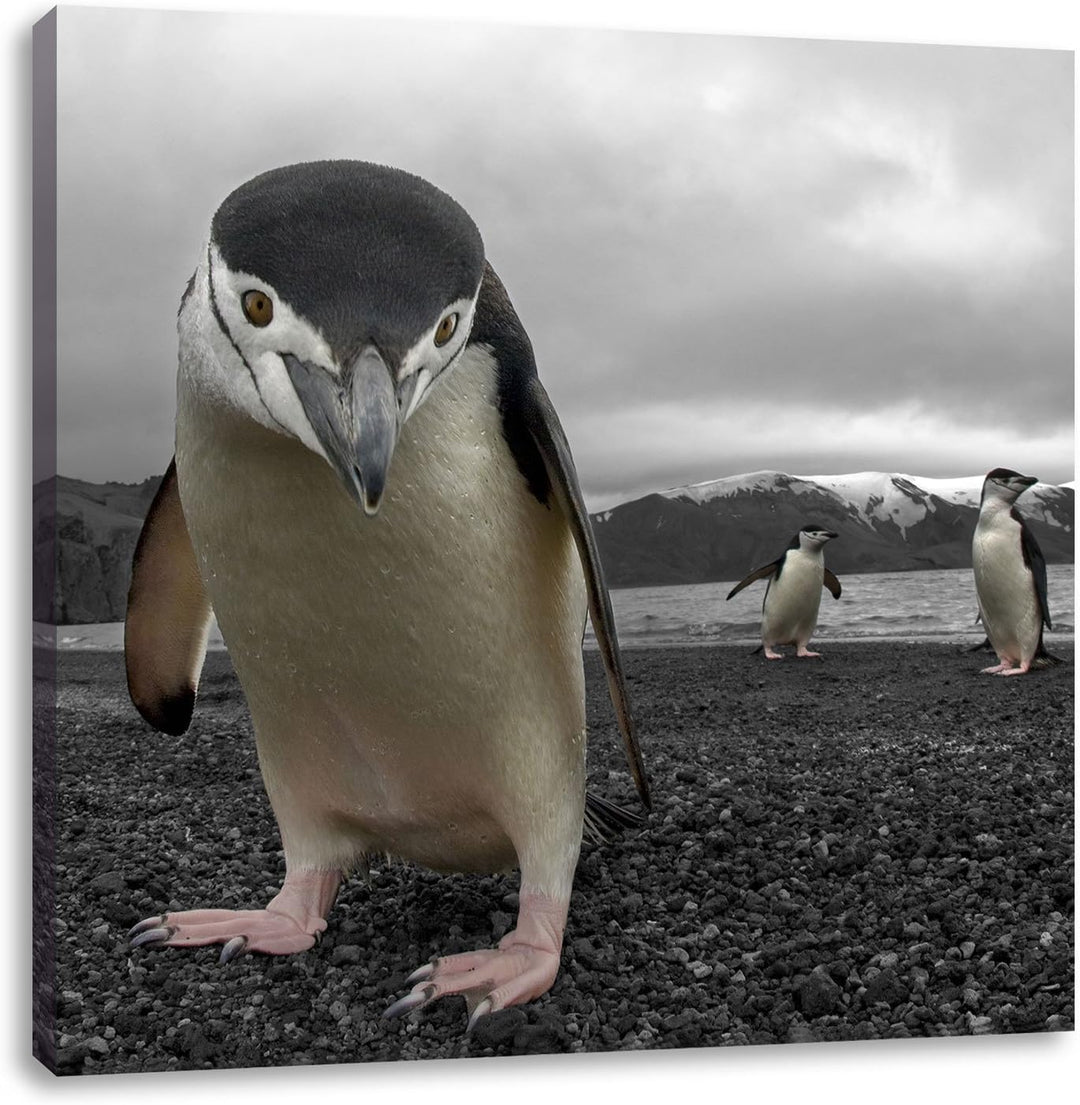 Lustige Pinguine als Leinwandbild Quadratisch/Grösse: 70x70 / Wandbild/Kunstdruck/fertig bespannt, 7