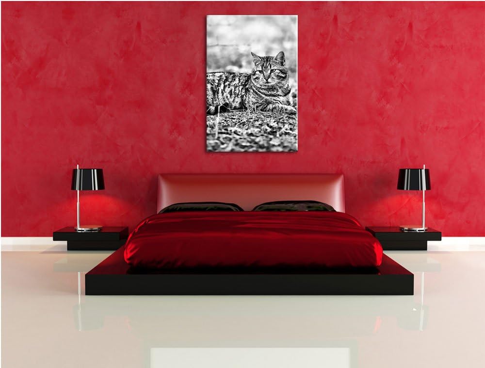 Pixxprint Ruhende Katze im Wald / 100x70cm Leinwandbild bespannt auf Holzrahmen/Wandbild Kunstdruck