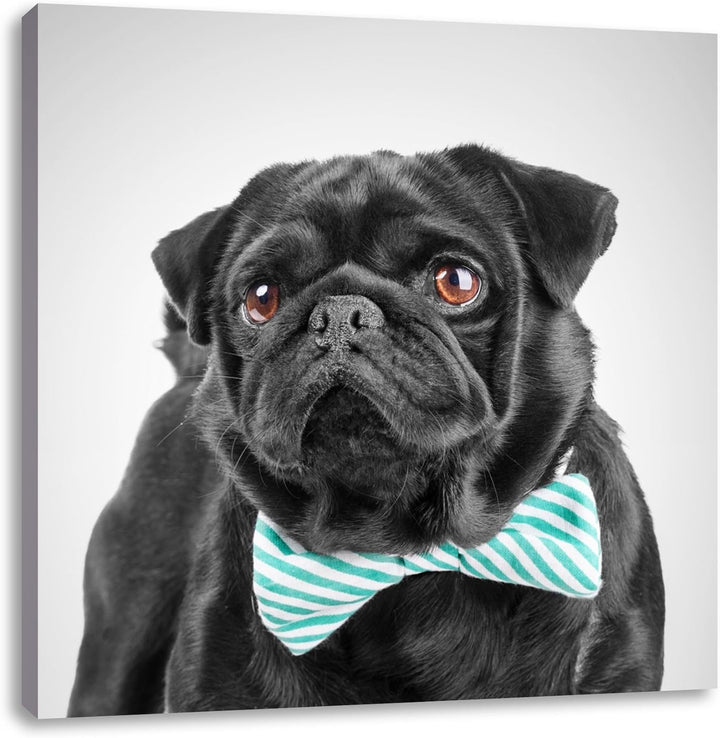 Pixxprint Mops mit lustig gestreifter Fliege als Leinwandbild Quadratisch/Grösse: 70x70 / Wandbild/K