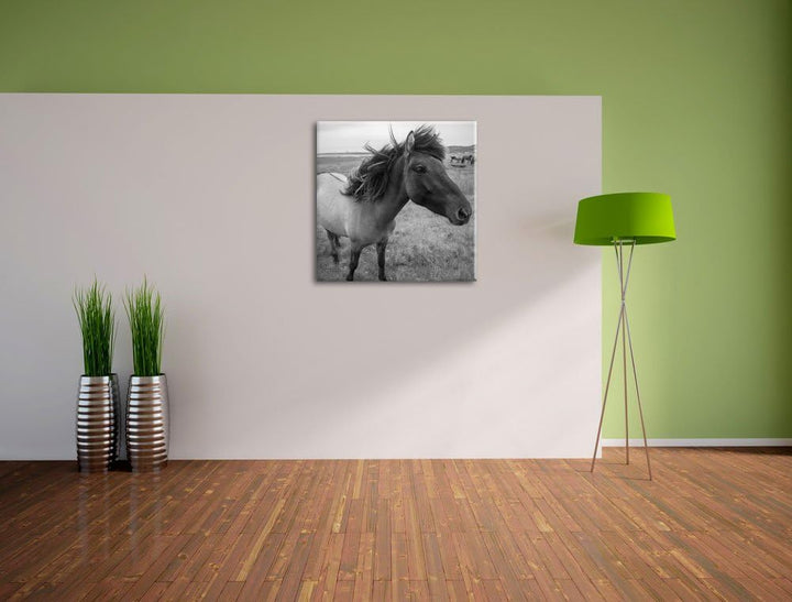 Isländer Pferde in der Wildnis als Leinwandbild/Grösse: 70x70 cm/Wandbild/Kunstdruck/fertig bespannt