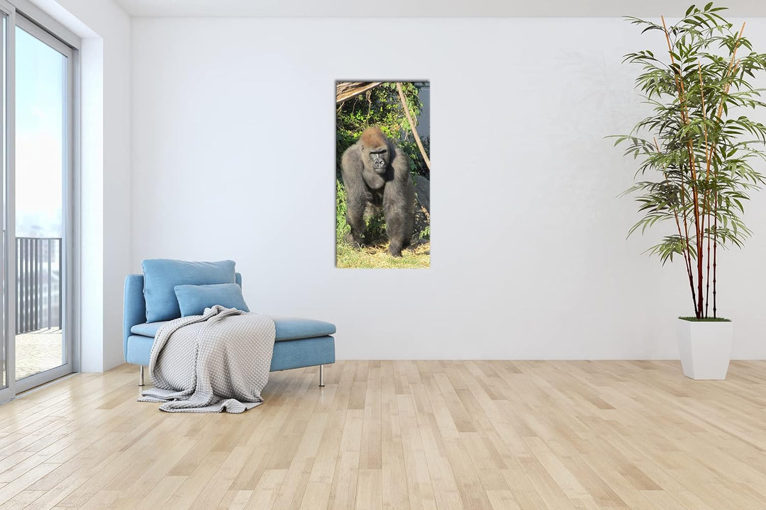 stolzer Gorilla Panorama 100x50 cm als Leinwandbild, Motiv fertig gerahmt auf Echtholzrahmen, Hochwe