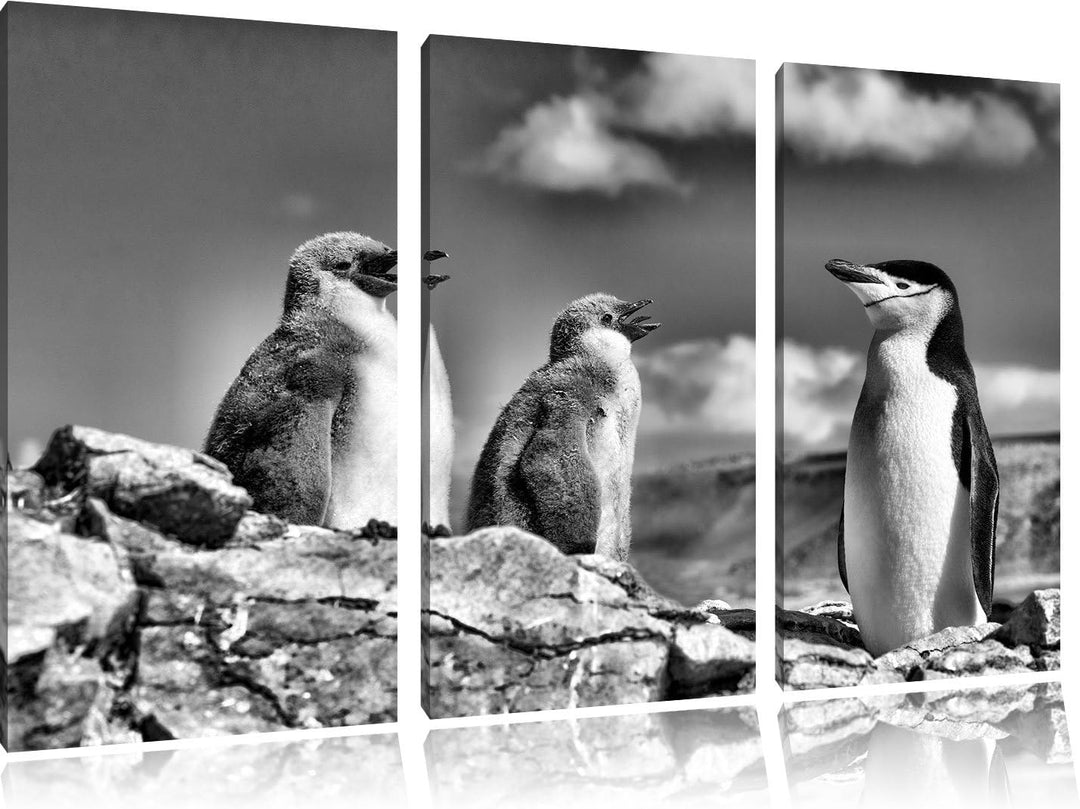 Monocrome, Pinguin mit süssen Küken 3-Teiler Leinwandbild 120x80 Bild auf Leinwand