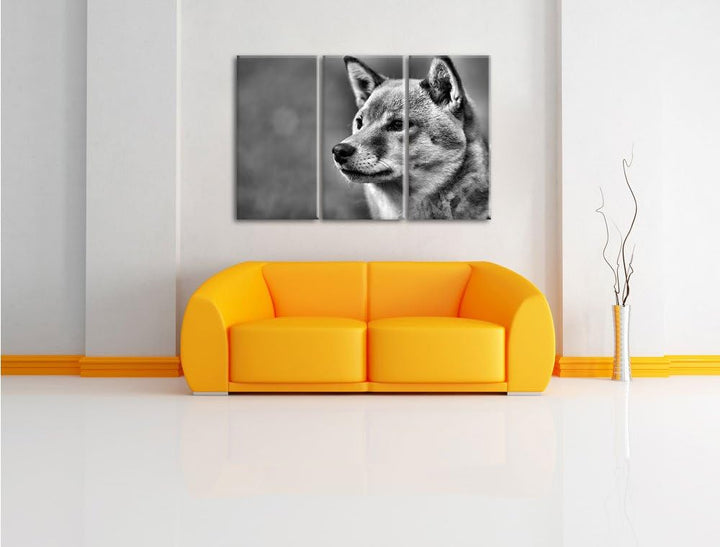 Pixxprint anmutiger Finnen-Spitz im Gras als Leinwandbild/Grösse: 3 Teilig (120x80) cm/Wandbild/Kuns