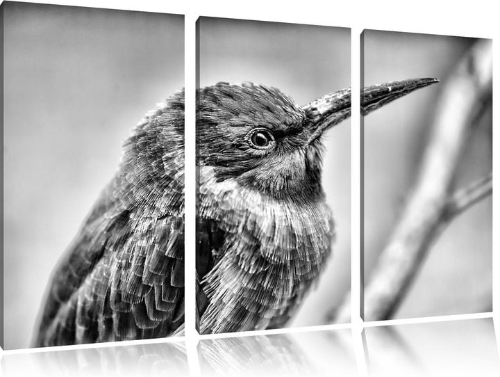 Pixxprint Kleiner tropischer Vogel als Leinwandbild/Grösse: 3 Teilig (120x80) cm/Wandbild/Kunstdruck