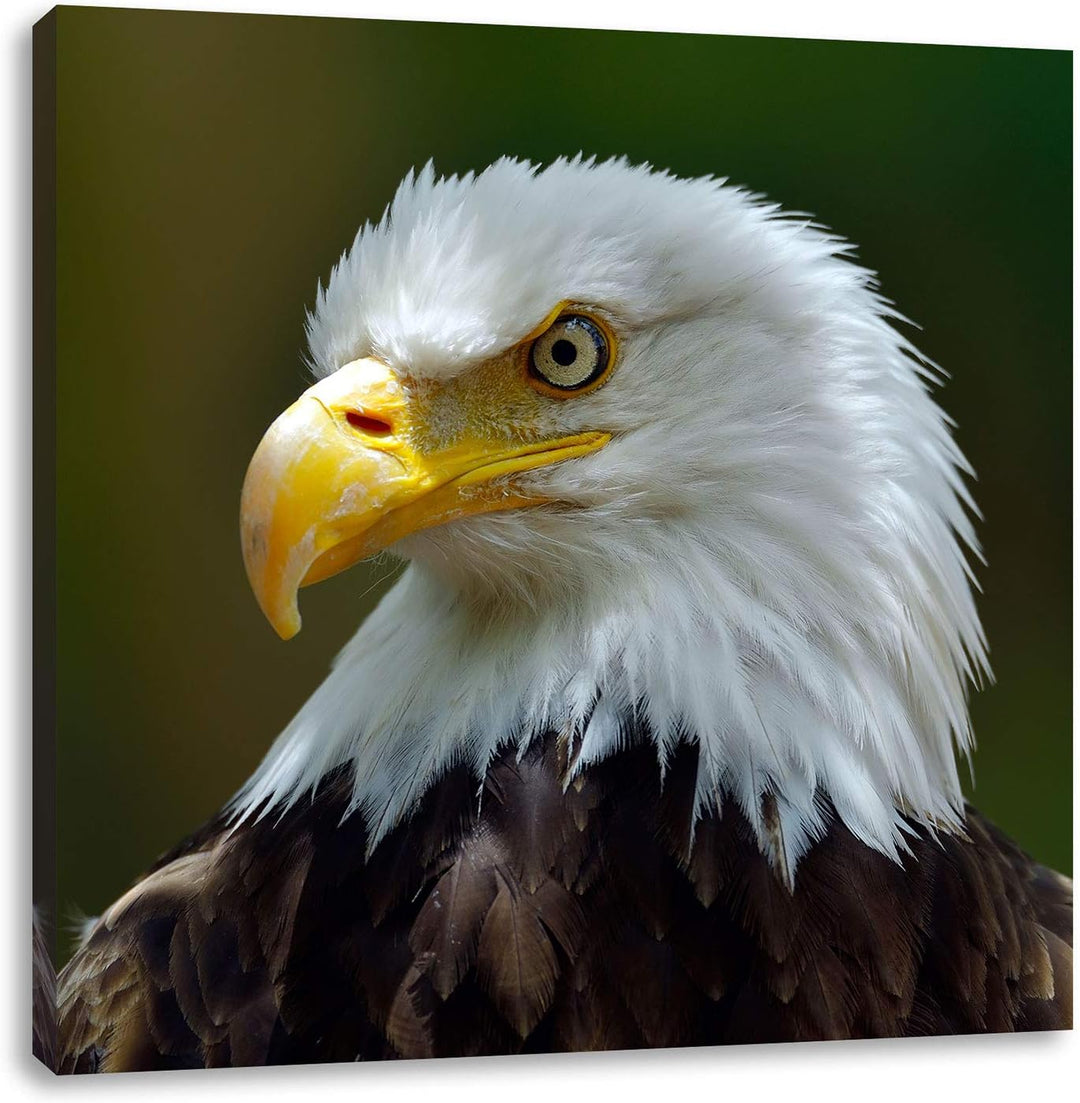 Mächtiger Weisskopfseeadler, Format: 70x70 auf Leinwand, XXL riesige Bilder fertig gerahmt mit Keilr