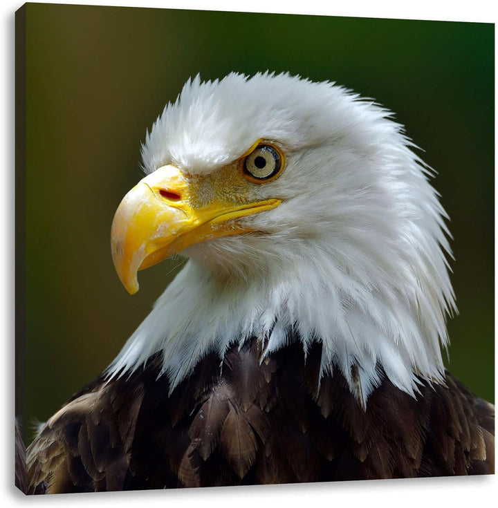 Mächtiger Weisskopfseeadler, Format: 70x70 auf Leinwand, XXL riesige Bilder fertig gerahmt mit Keilr