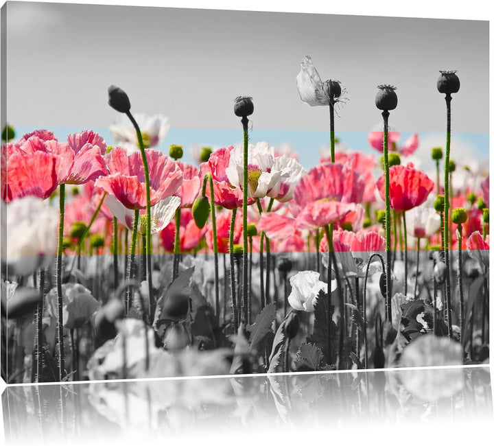 Blumenwiese Mohnblumen schwarz/weiss Format: 100x70 auf Leinwand, XXL riesige Bilder fertig gerahmt