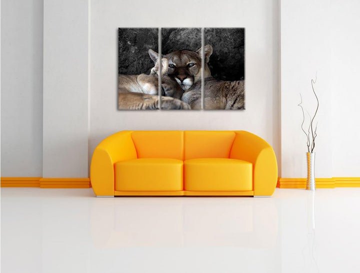 Pixxprint verschlafenes Puma Paar B&W Detail 3-Teiler Leinwandbild 120x80 Bild auf Leinwand