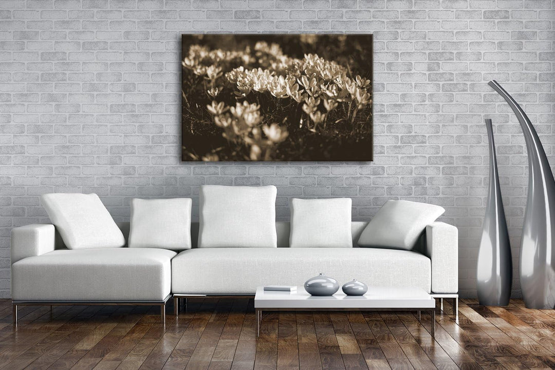 deyoli blühende Krokusse Format: 80x60 Effekt: Sepia als Leinwand, Motiv fertig gerahmt auf Echtholz