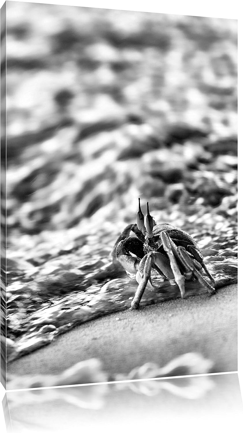 Pixxprint Monocrome, kleine Krabbe am Strand als Leinwandbild | Grösse: 100x70 | Wandbild| Kunstdruc