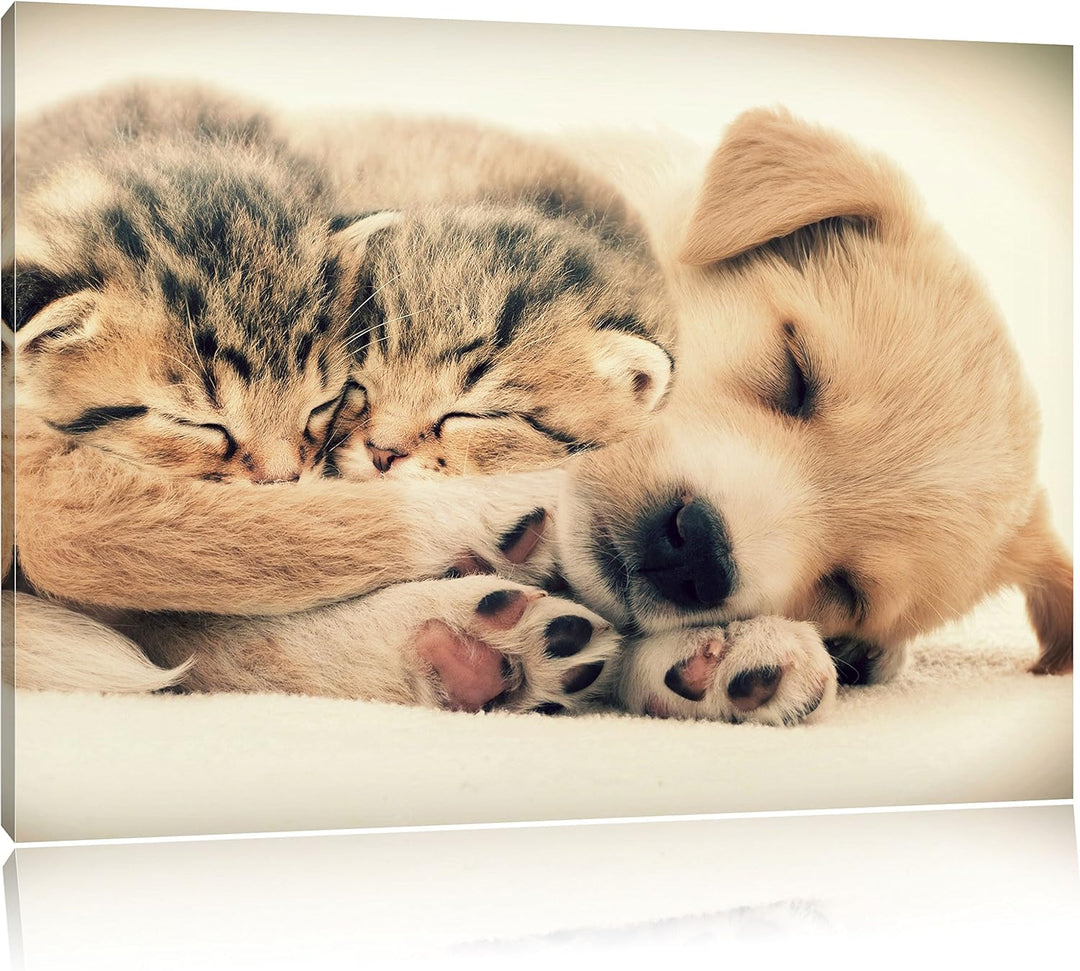 Pixxprint Hundewelpe mit kleinen Kätzchen / 100x70cm Leinwandbild bespannt auf Holzrahmen/Wandbild K