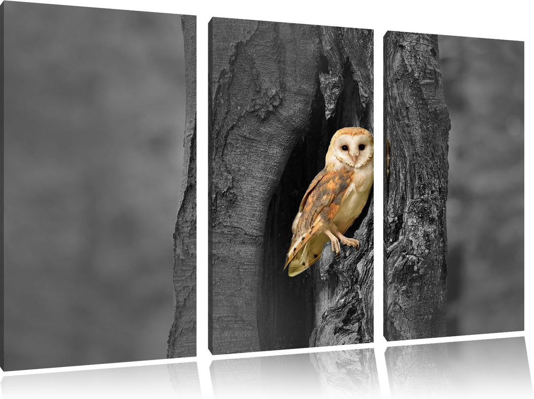 Pixxprint Schleiereule Baumhöhle / 3-Teilig/Gesamtmass 120cm Leinwandbild bespannt auf Holzrahmen/Wa