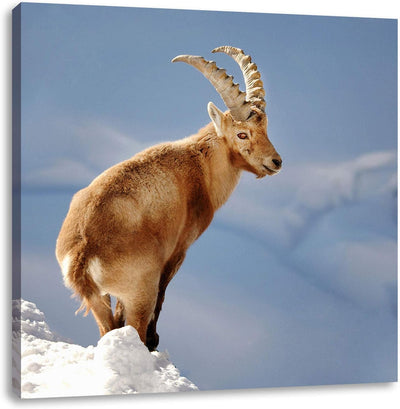 Steinbock im Schnee, Format: 70x70 auf Leinwand, XXL riesige Bilder fertig gerahmt mit Keilrahmen, K