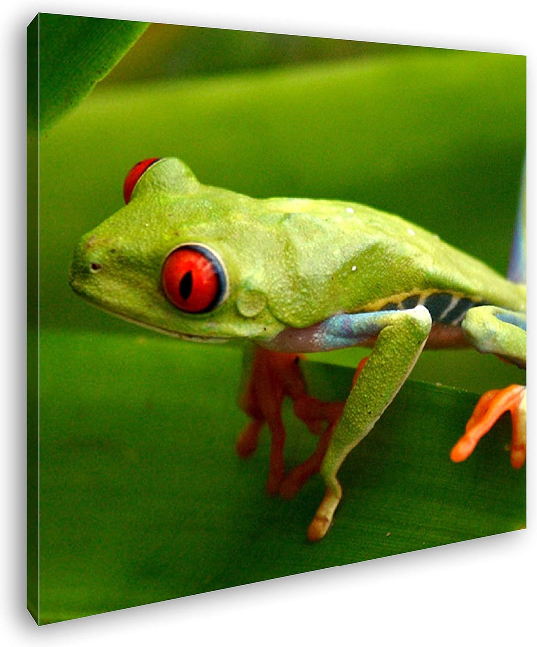 deyoli Exotischer Grüner Frosch mit roten Augen Format: 70x70 als Leinwandbild, Motiv fertig gerahmt