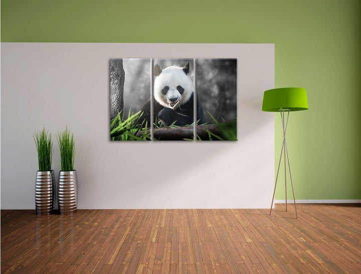 Pixxprint Niedlicher Panda isst Bambus B&W Detail 3-Teiler Leinwandbild 120x80 Bild auf Leinwand