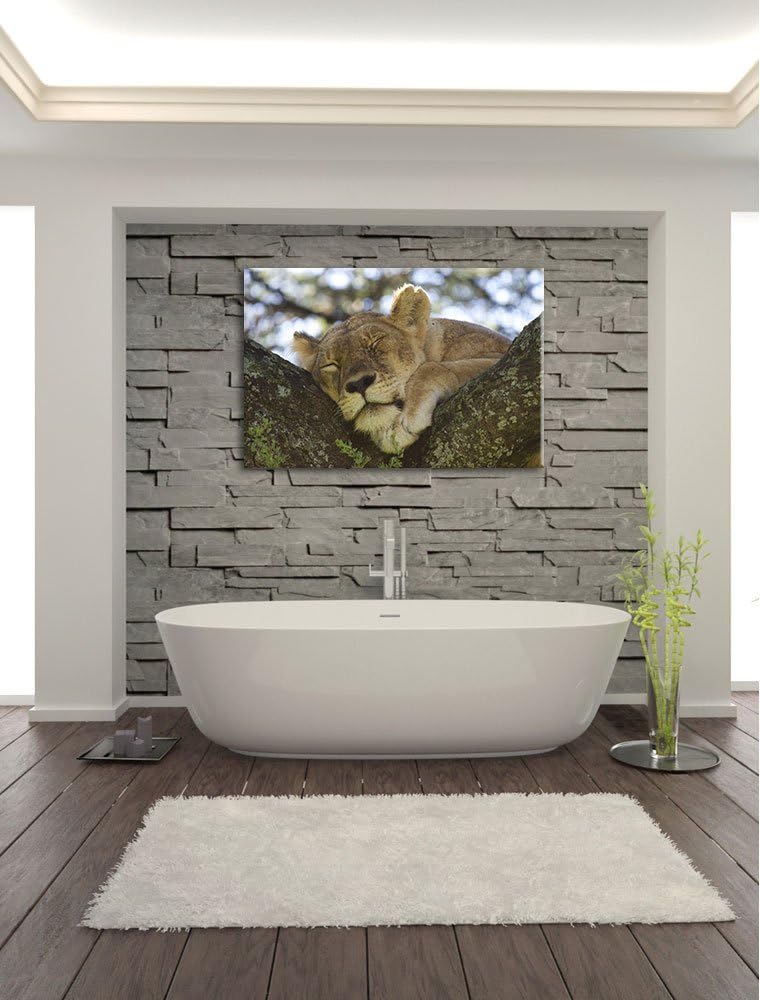 müde Löwin ruht auf Baum Leinwand, XXL riesige Bilder fertig gerahmt mit Keilrahmen, Kunstdruck auf
