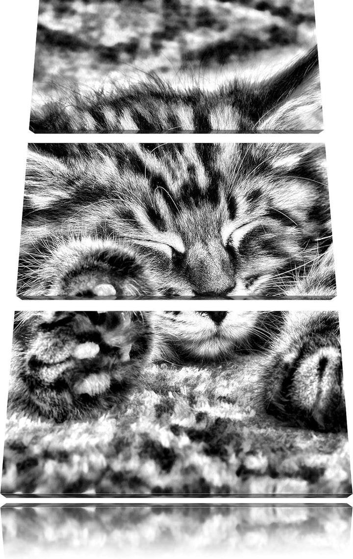 Pixxprint Süsse Baby Katze als Leinwandbild/Grösse: 3 Teilig (120x80) cm/Wandbild/Kunstdruck/fertig