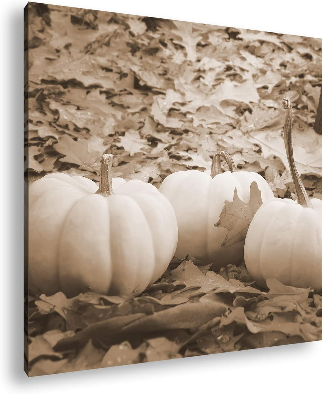 deyoli Herbstliche Kürbise Effekt: Sepia Format: 60x60 als Leinwandbild, Motiv fertig gerahmt auf Ec