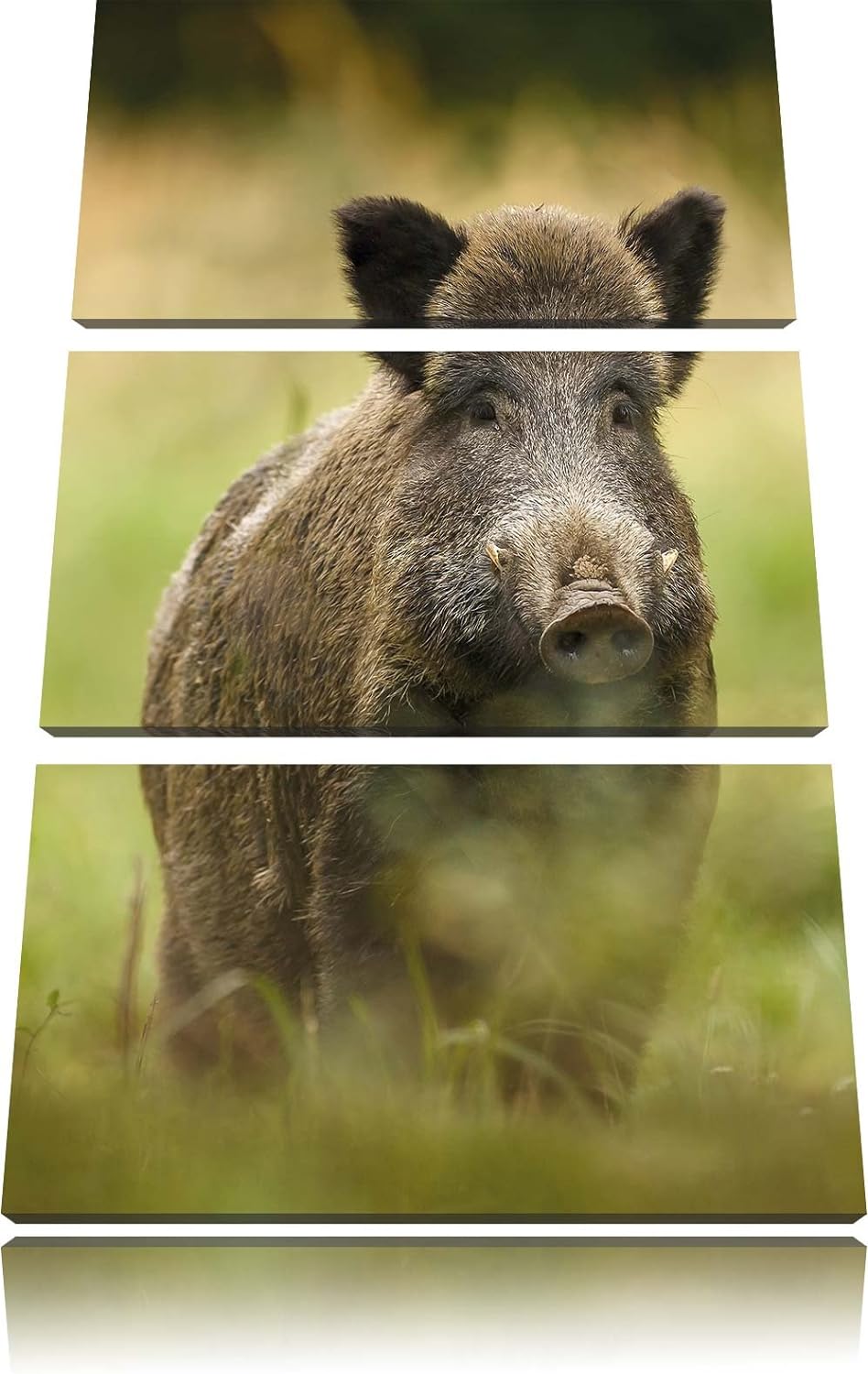 Pixxprint Wildschwein auf Wiese als Leinwandbild | Grösse: 3 Teilig (120x80) | Wandbild| Kunstdruck