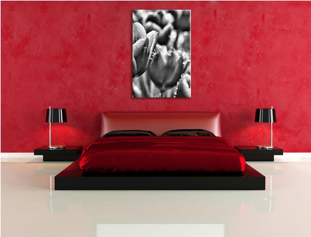 Pixxprint Monocrome, Pinke Tulpen mit Morgentau, Format: 100x70 auf Leinwand, riesige Bilder fertig