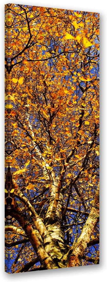 Febby Vlies Leinwandbild XXL Herbstbirke 50x150 cm Wandbild Kunst Bilder Schlafzimmer Deko Wohnzimme