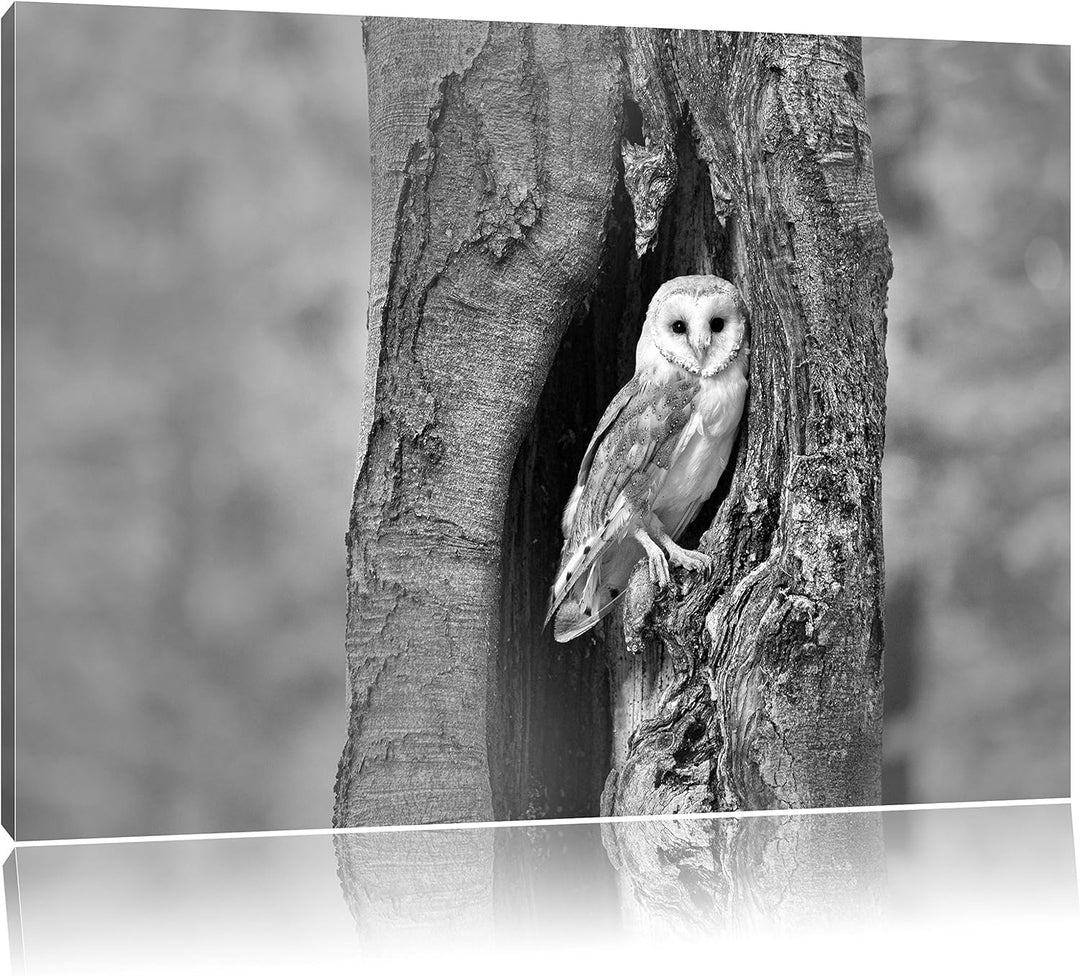 Pixxprint Schleiereule Baumhöhle / 100x70cm Leinwandbild bespannt auf Holzrahmen/Wandbild Kunstdruck
