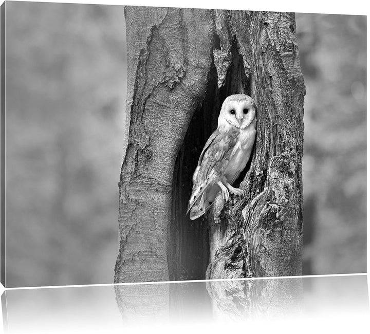 Pixxprint Schleiereule Baumhöhle / 100x70cm Leinwandbild bespannt auf Holzrahmen/Wandbild Kunstdruck